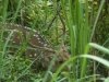 nepal-146